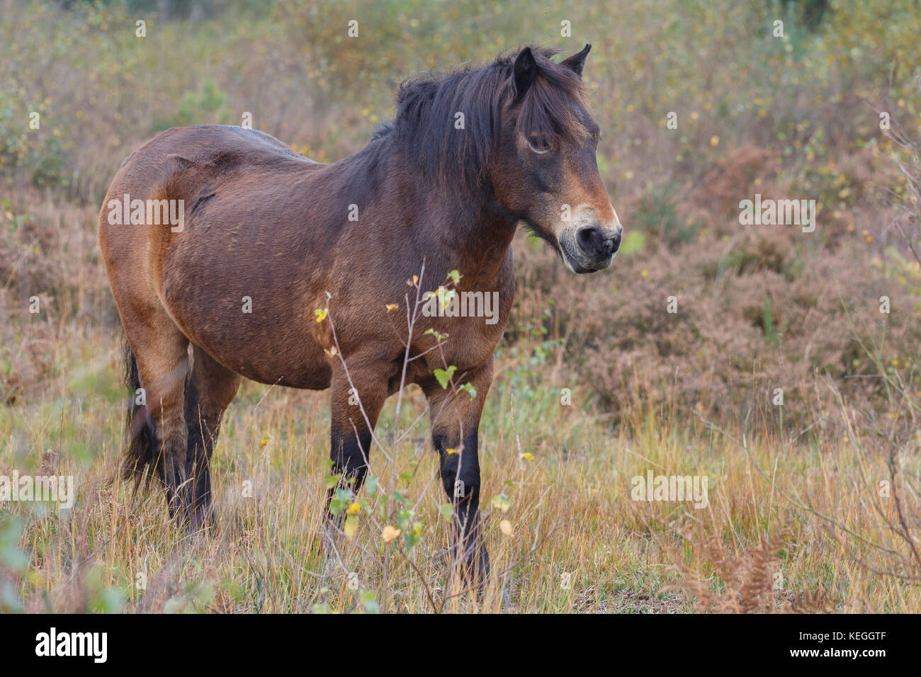 Exmoor Pony auf Cleddon Moor, Monmouthshire, Wales, wo es eingeführt wurde Scrub für die Wiederherstellung des Lebensraums zu grasen. Stockfoto