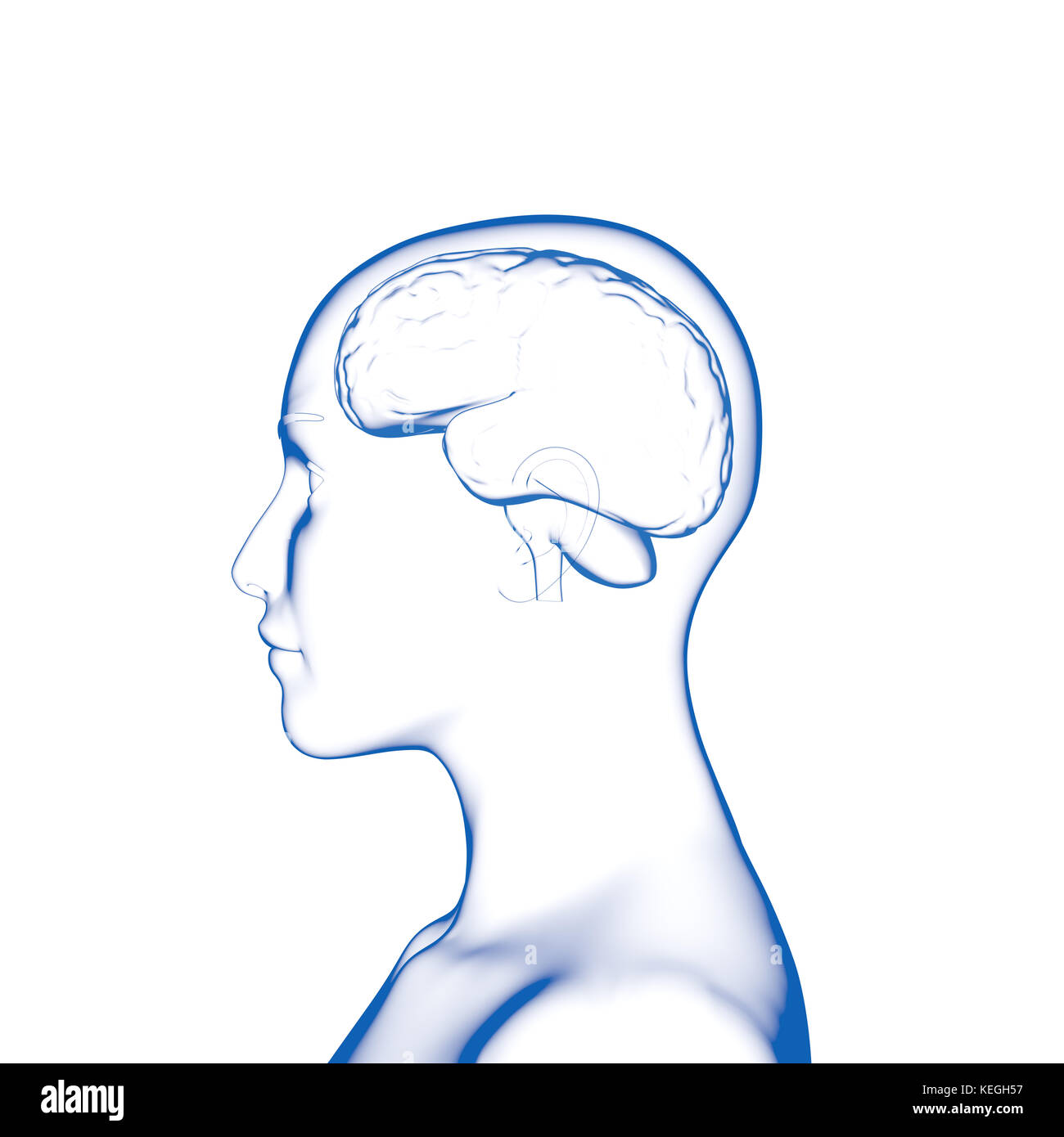 Gehirn, weiblichen menschlichen Kopf Stockfoto