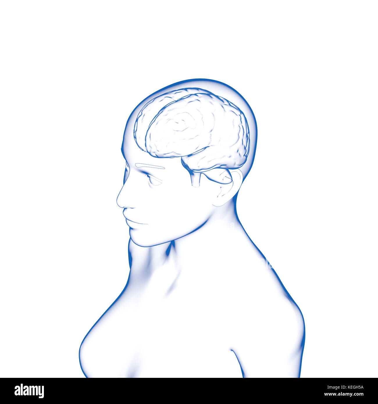 Gehirn, weiblichen menschlichen Kopf Stockfoto