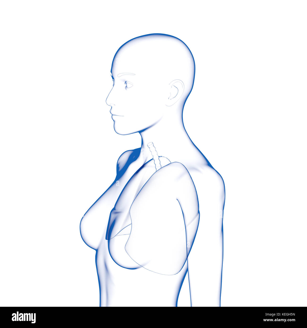 Lunge, menschlichen weiblichen Körper Stockfoto