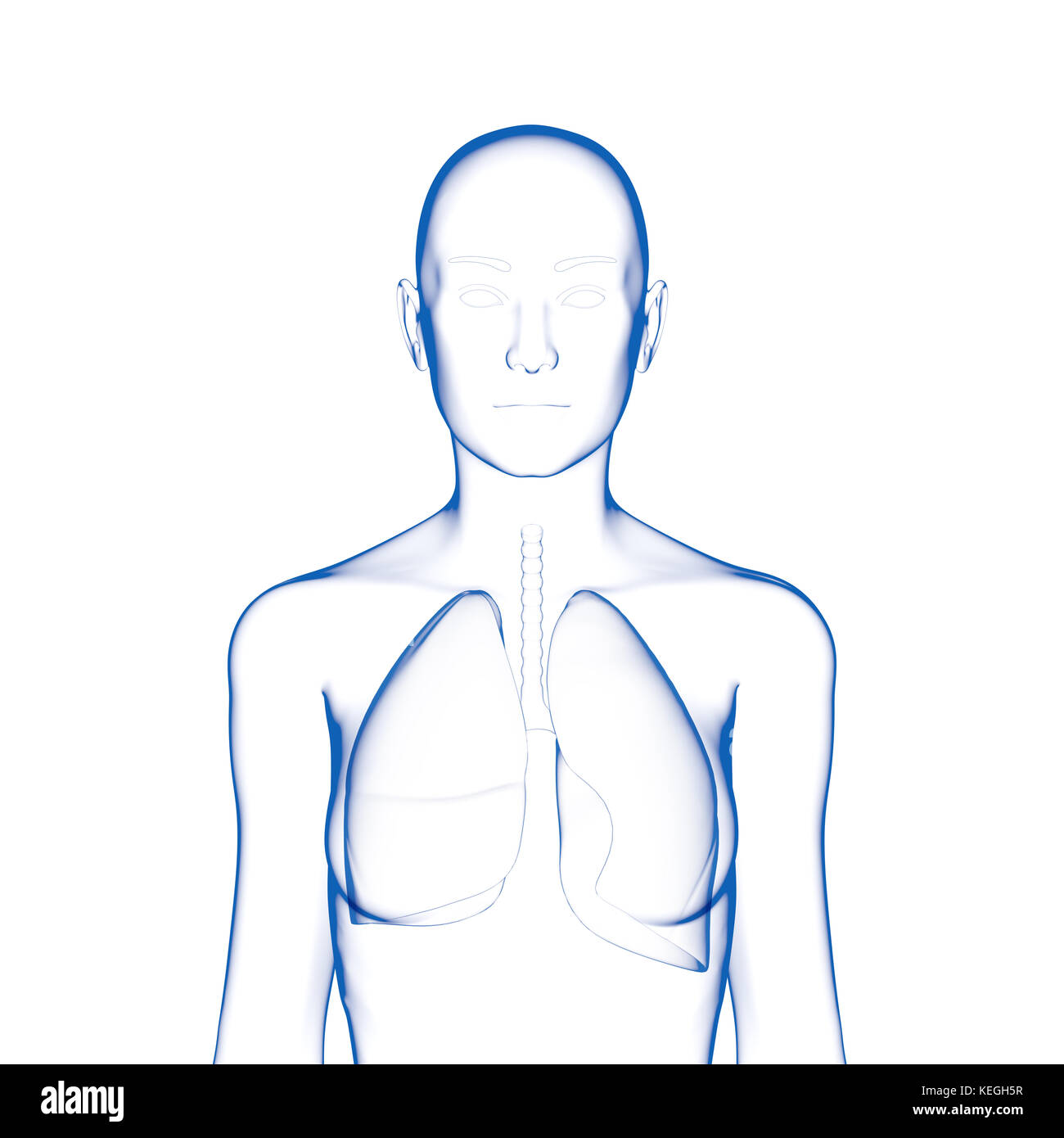 Lunge, menschlichen weiblichen Körper Stockfoto