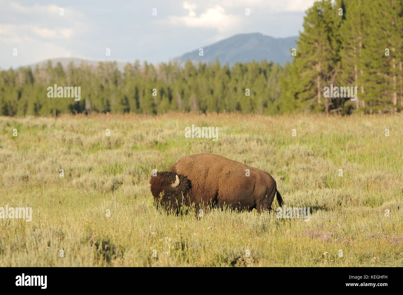 Der Yellowstone Park Herde Bisons im Yellowstone National Park ist vermutlich die älteste und größte öffentliche bison Herde in den Vereinigten Staaten. Stockfoto