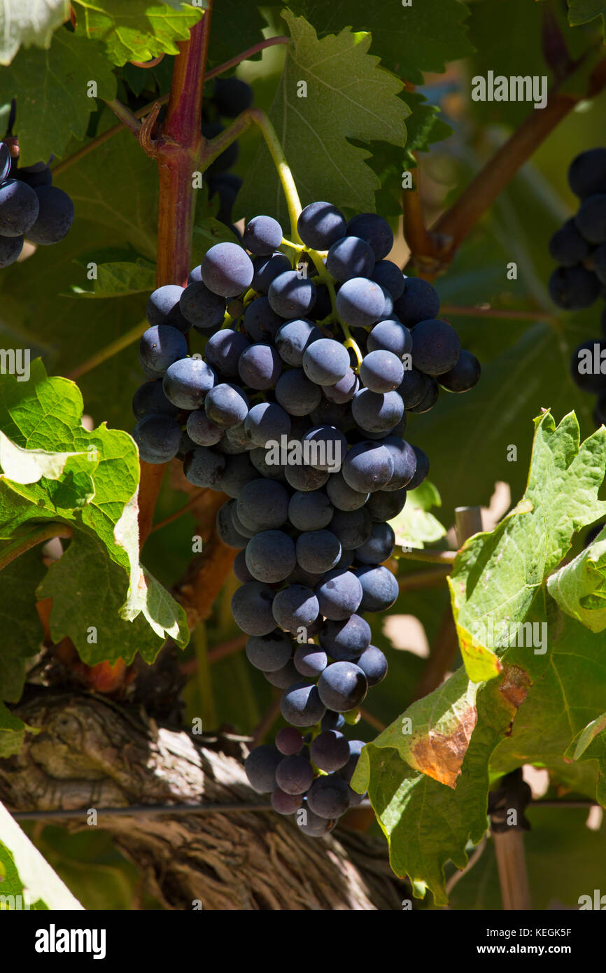 Kellerei Ysios schwarzen Trauben für Rioja Rotwein in der Kellerei in Laguardia in Rioja-Alavesa, Baskenland, Spanien Stockfoto