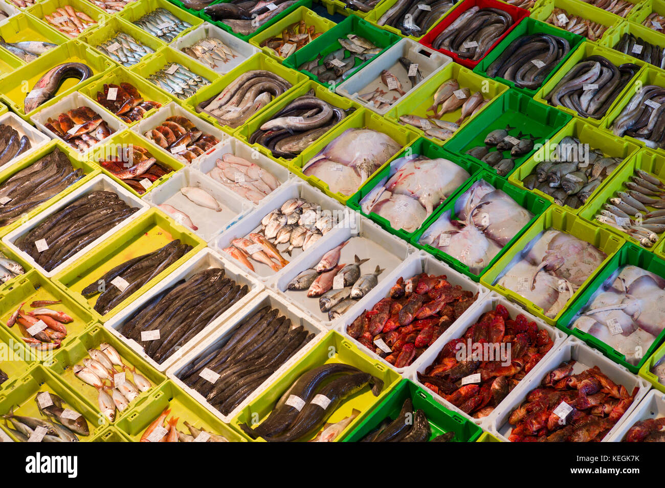 Auktion von frisch gefangenen Fisch bei confradia de pescadores de Luarca, Verband der luarca Fischer, Puerto Luarca, Spanien Stockfoto
