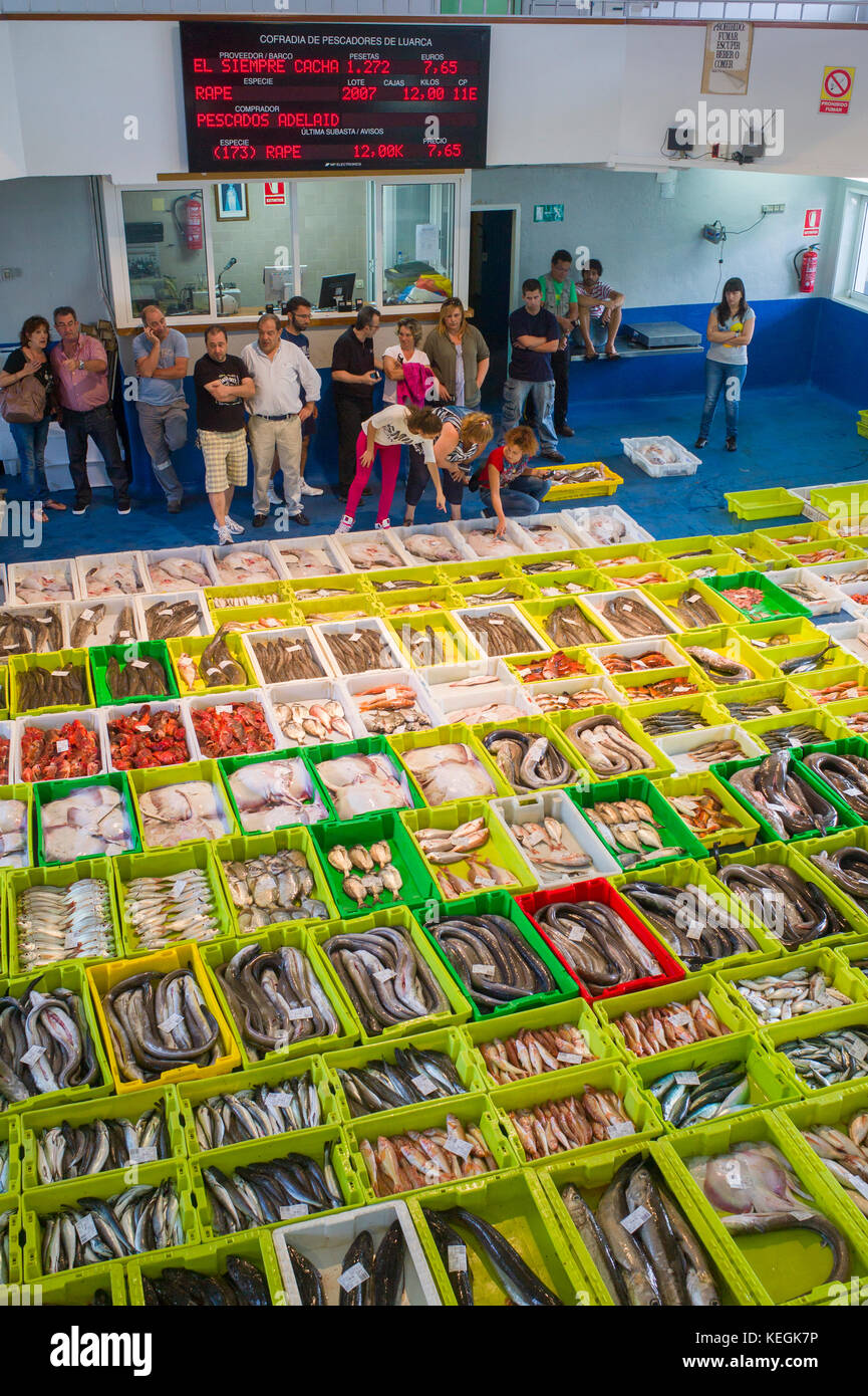 Auktion bei Confradia de pescadores de Luarca Luarca, Verband der Fischer, bei Puerto Luarca in Asturien, Spanien Stockfoto