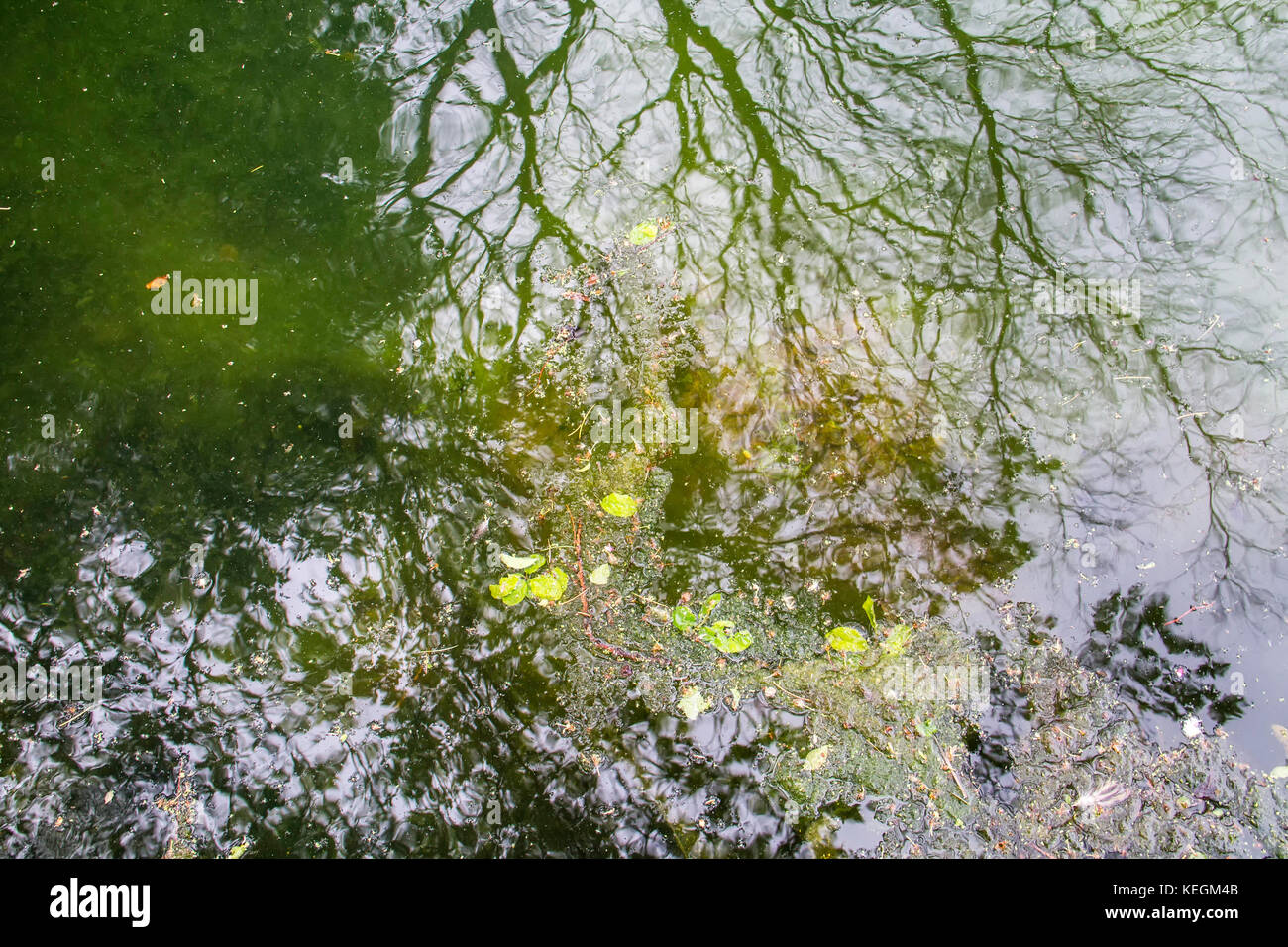 Reflexionen und organischen Abfällen auf grünes Wasser Oberfläche Stockfoto