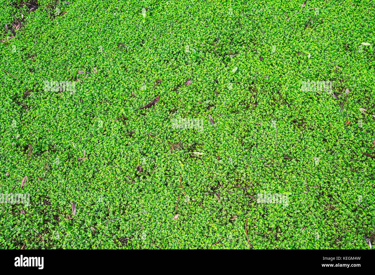Hintergrund kleine grüne Blätter Muster im Garten Stockfoto
