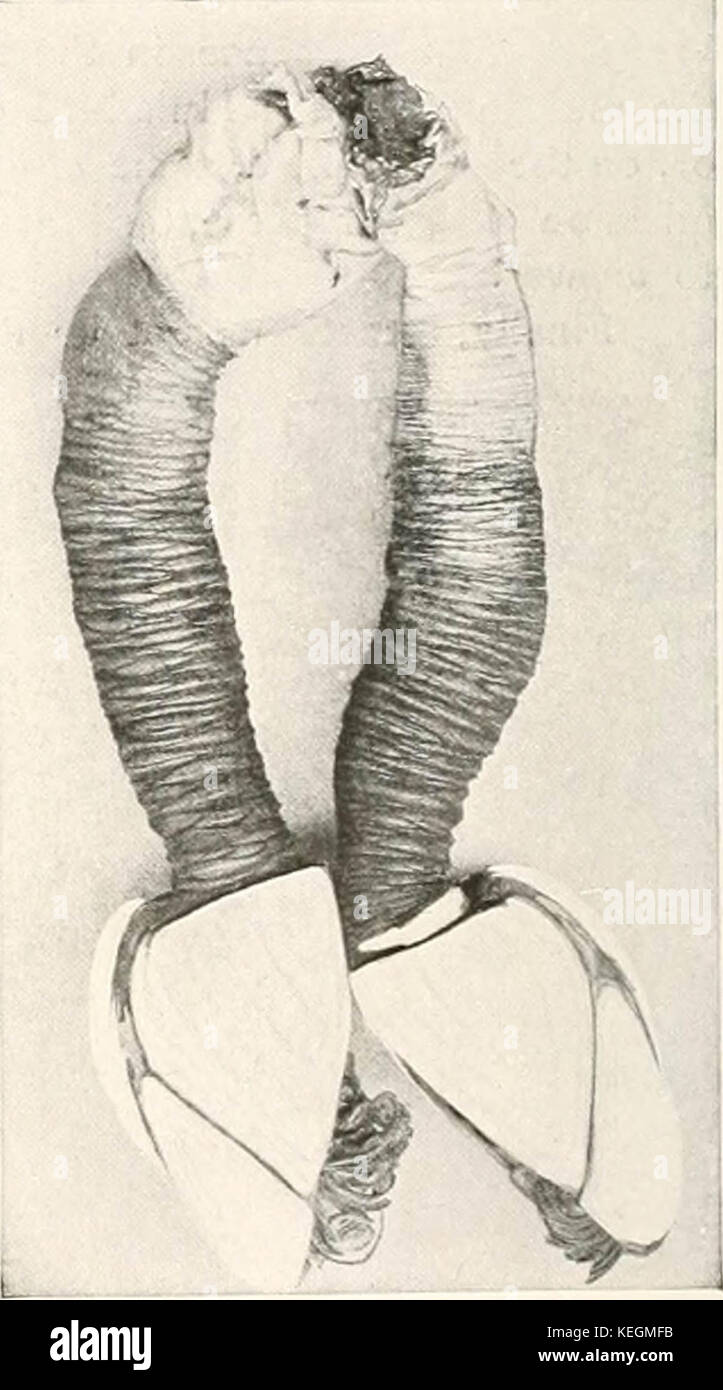"Vögel in anderen Ländern, Reptilien, Fische, gelenkige Tiere und niedrigeren Formen;' (1917) Stockfoto