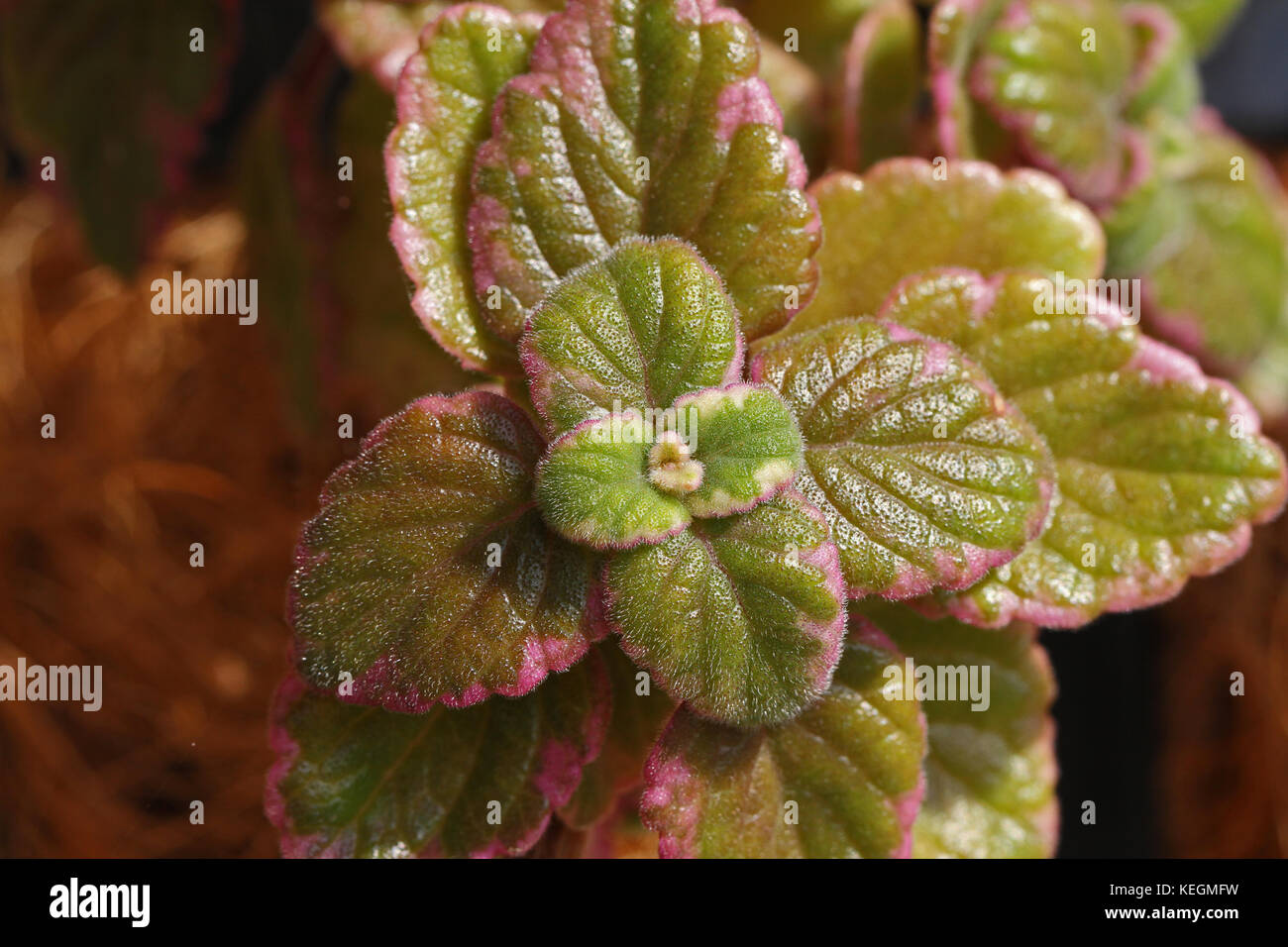 Weihrauch Blätter extrem Nahaufnahme lateinischer Name Plectranthus coleoides auch als Pianta d'incenso Sehr wohlriechend leistungsstarke Anti-mücken-Pflanze bekannt Stockfoto