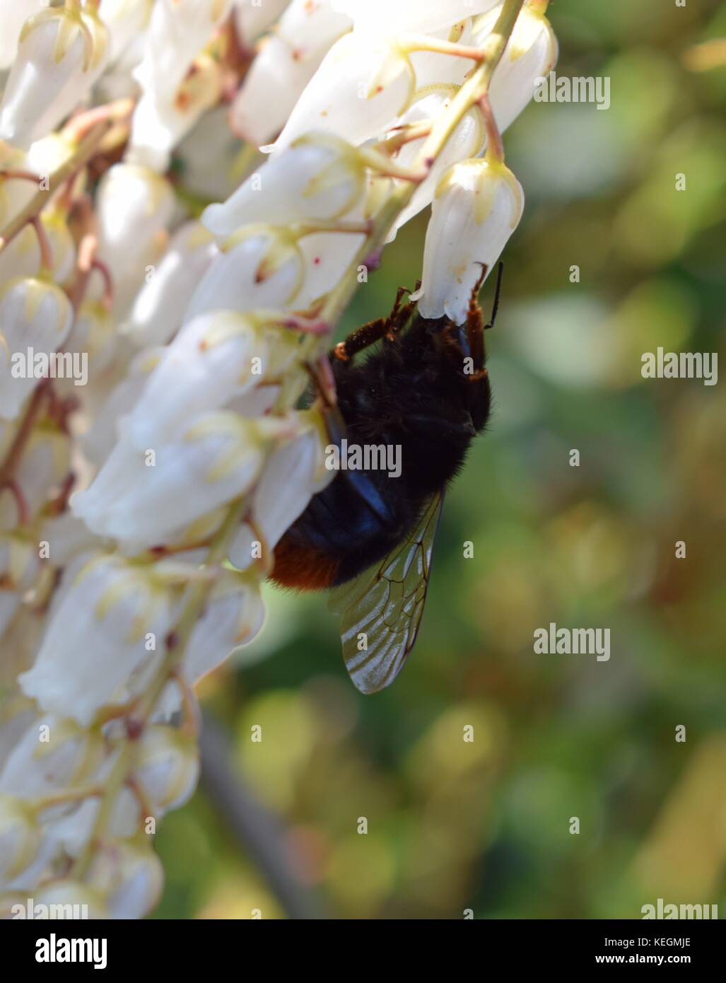 Hummel auf weiße Blüte im Frühjahr Stockfoto