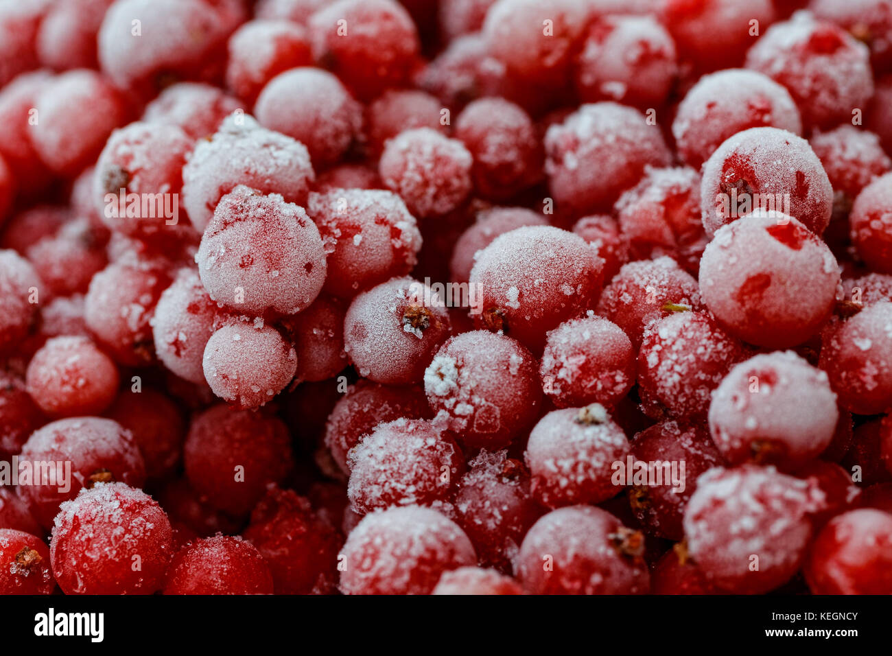 Hintergrund Der gefrorene rote Johannisbeeren. Stockfoto