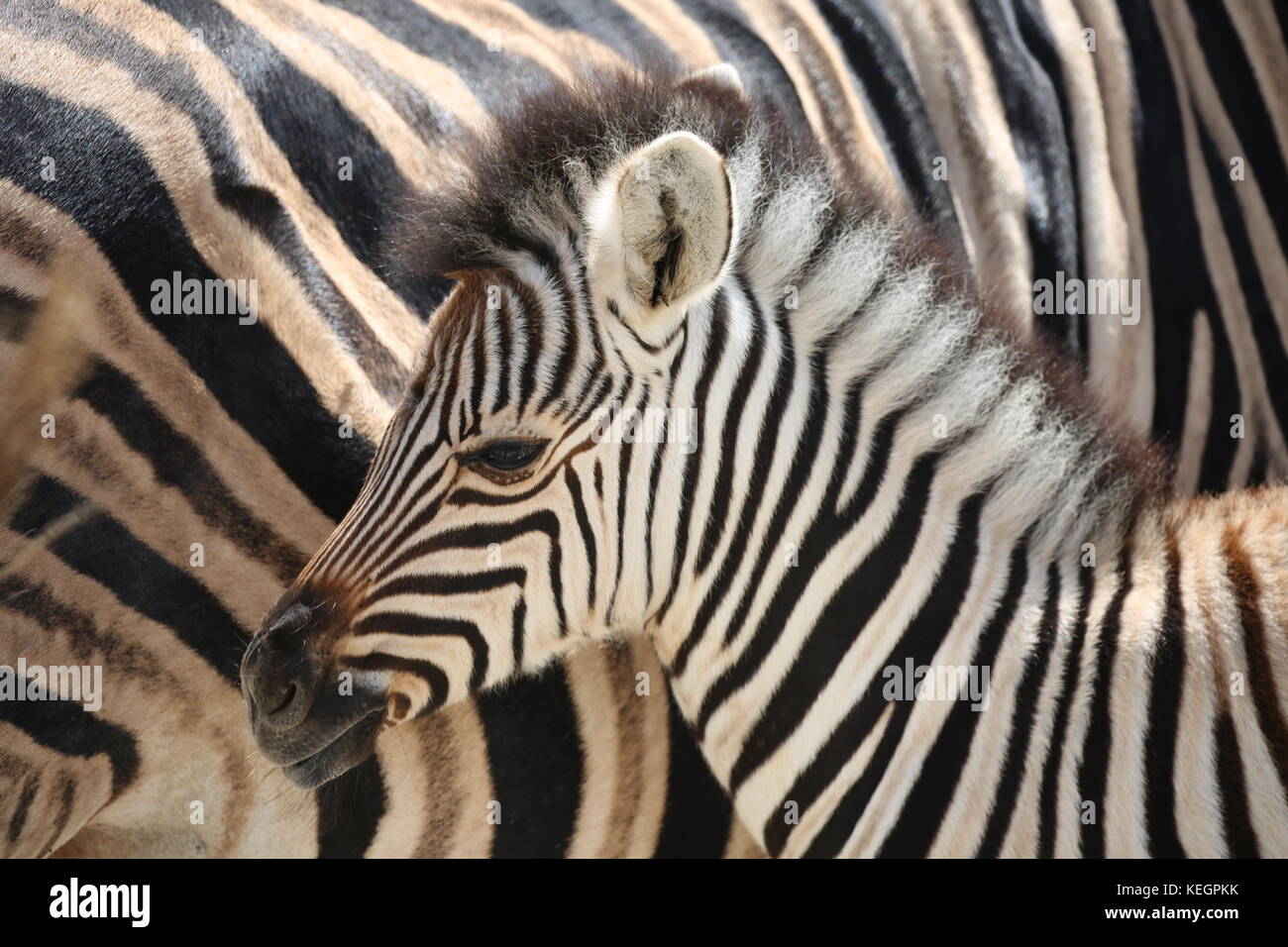 Zebras - Zebras - Steppenlandschaft im Etosha National Park - Namibia Stockfoto