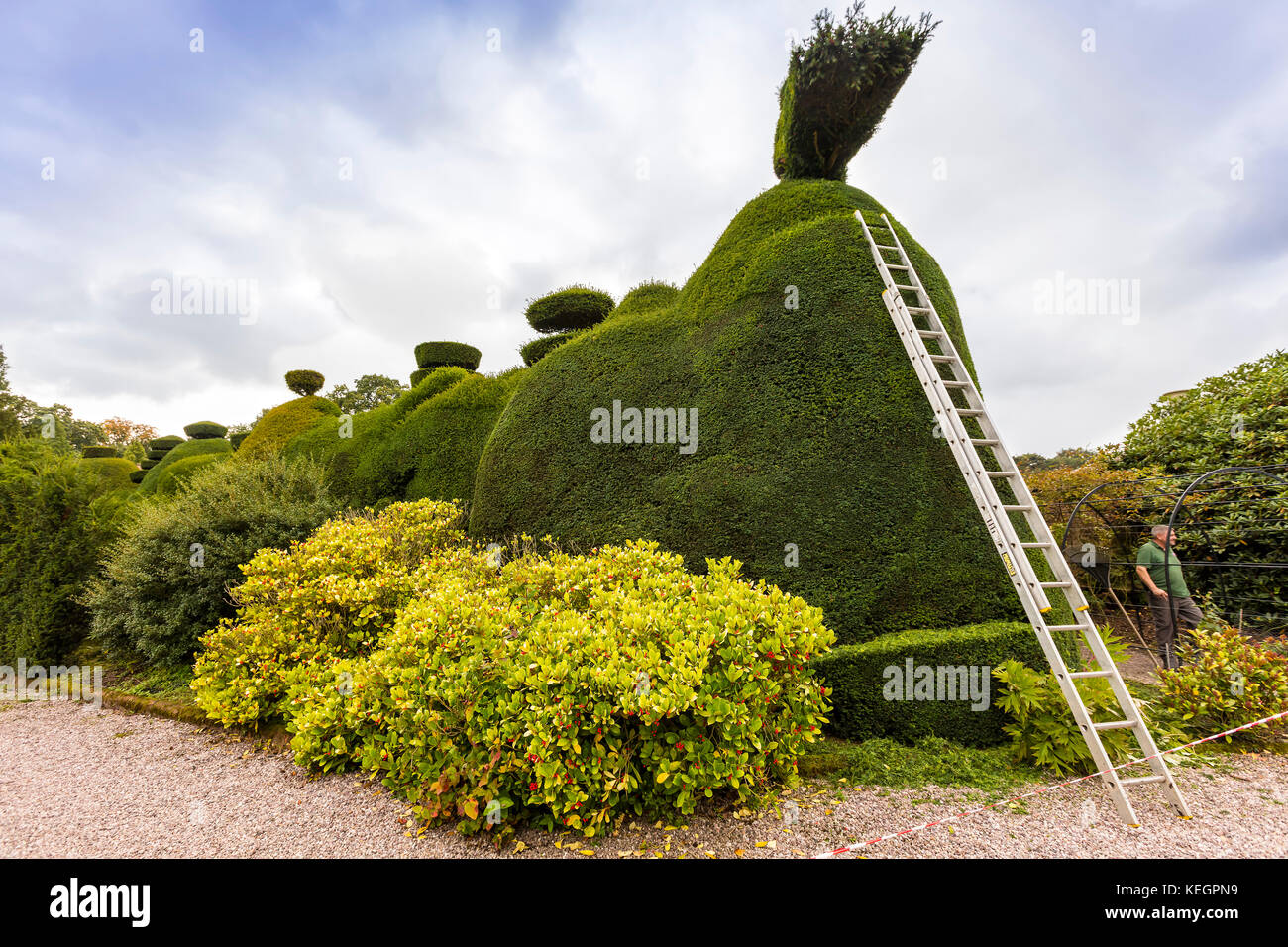 Wartung in Bearbeitung eines großen formgehölze Absicherung.. Stockfoto