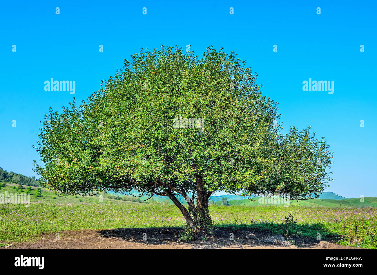 Lonely grüner Baum mit üppigem Laub auf der blühenden Wiese im Tal - helle Sommer Landschaft mit Blue Clear Sky Stockfoto