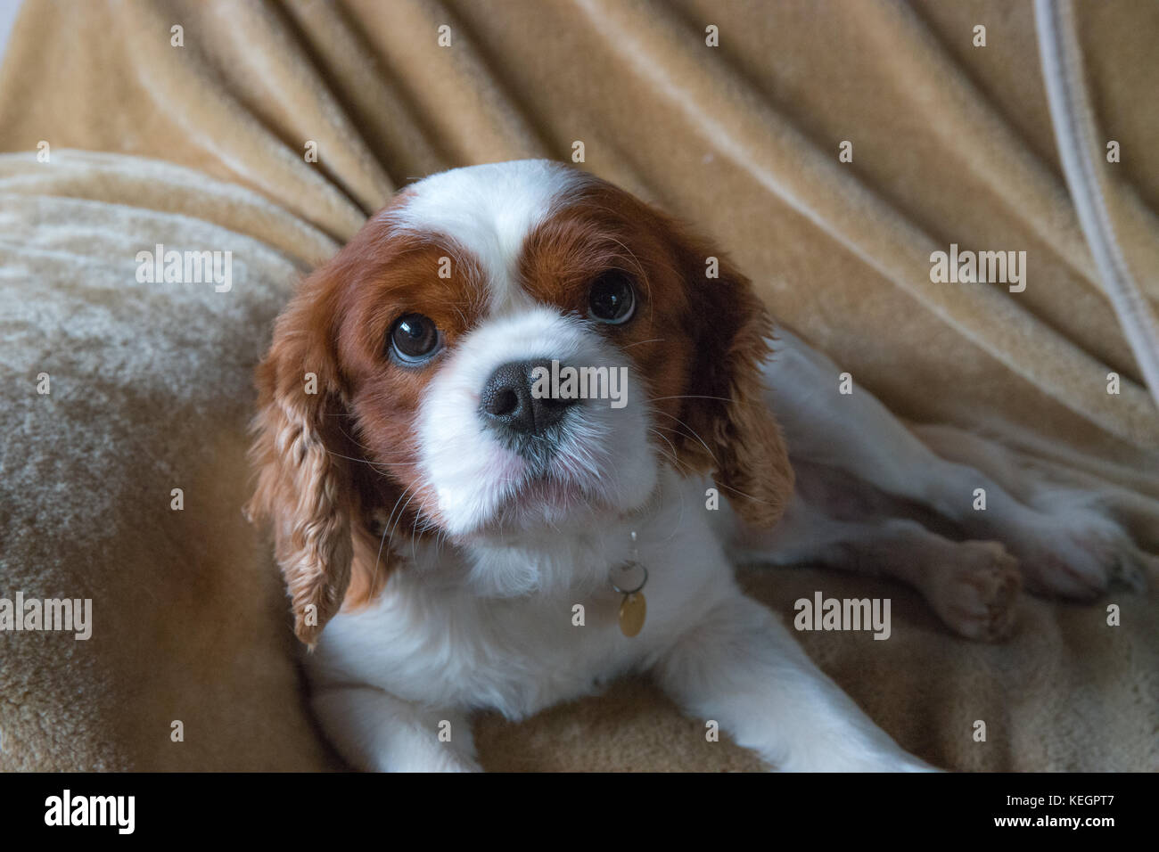 Porträt eines Cavalier King Charles Spaniel hund. Stockfoto