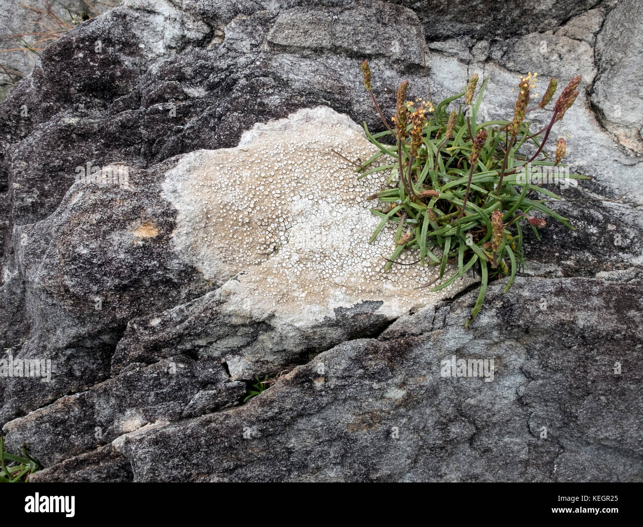 Flechten Wachstum auf die Felswand auf die Mizen, Irland Stockfoto