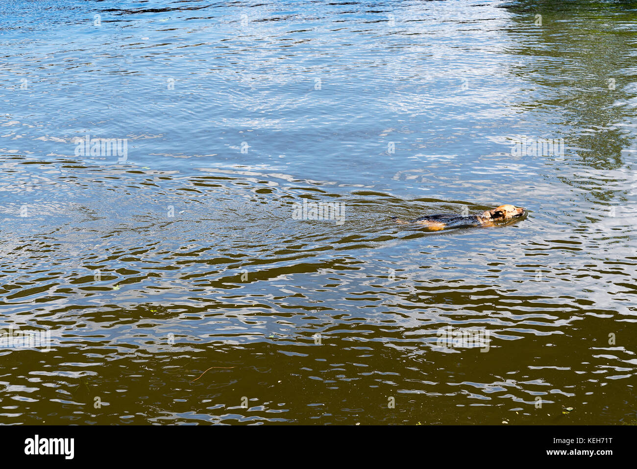 Hund schwimmend auf dem Wasser auf einem Sommertag. Stockfoto