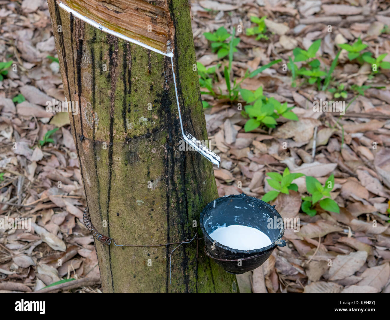 Milchstraße Latex extrahiert aus Gummibaum, Thailand Stockfoto