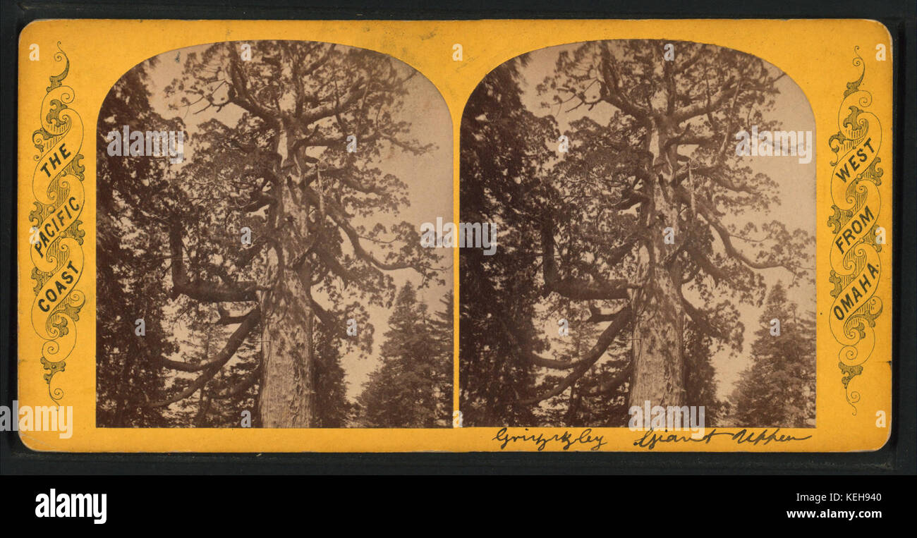 Grizzly Giant, oberer Abschnitt, von Robert N. Dennis Sammlung von stereoskopische Ansichten Stockfoto