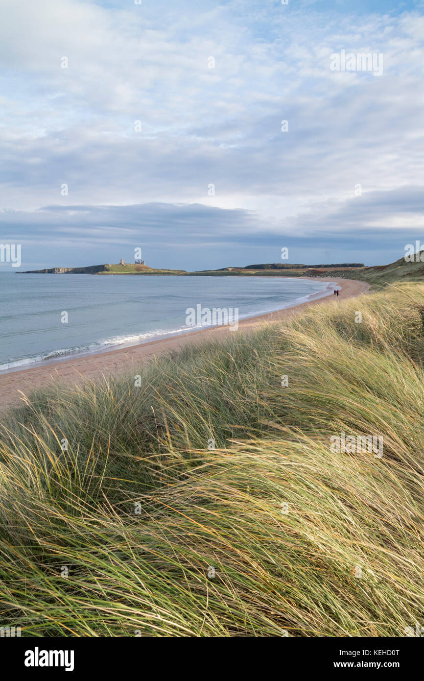 Blick über Embleton Bucht in Richtung Dunstanburgh Castle, Northumberland, England, Großbritannien Stockfoto