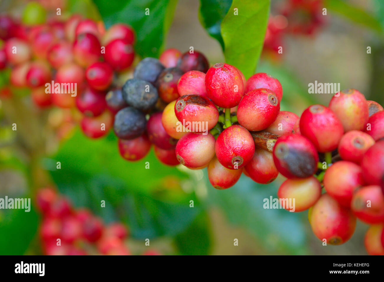 Reif/Beeren Stockfoto