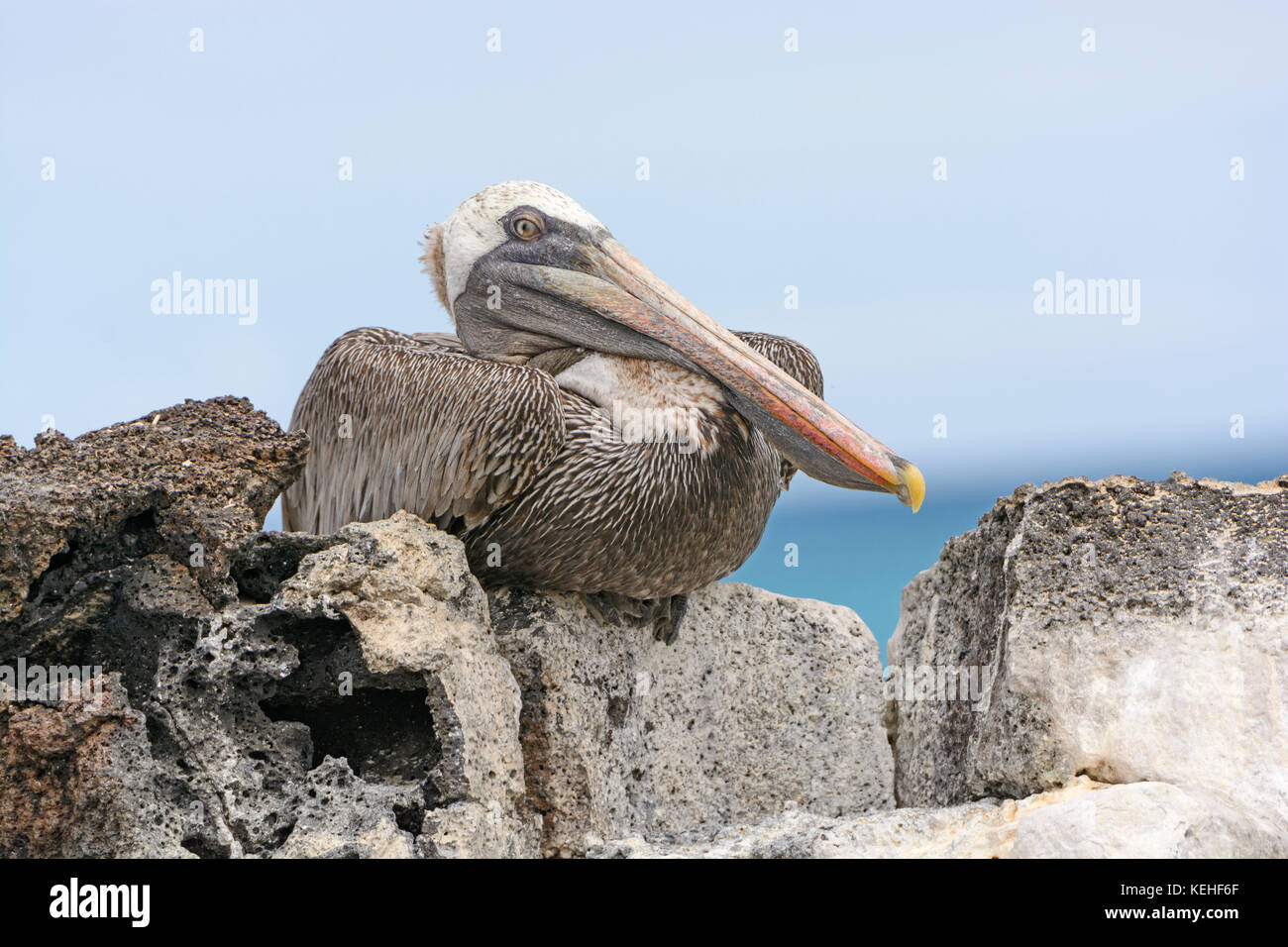 Brown pelican auf einem Felsen zeigt seine inneren Augenlid auf Santa Cruz Insel auf Galapagos gehockt Stockfoto