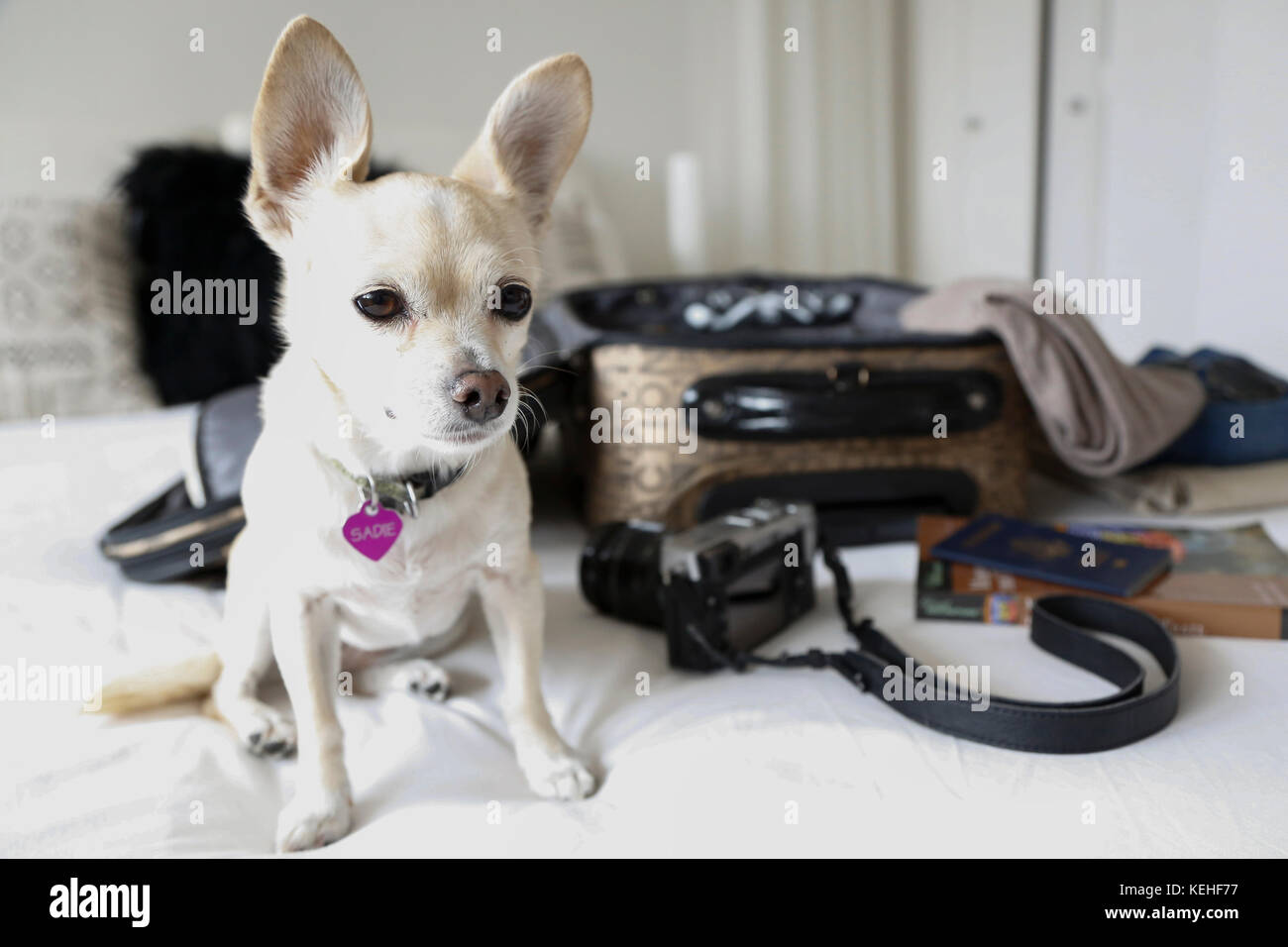Hund sitzt auf dem Bett neben dem Koffer Stockfoto