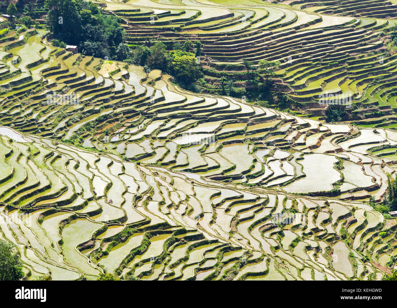 Yuanyang Reisterrassen, Yunnan - China Stockfoto