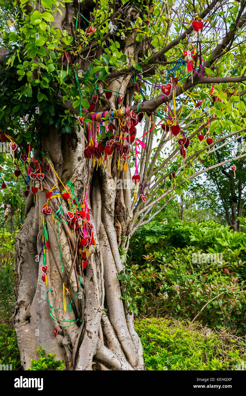 Liebe Baum, Zhonghe, Yunnan Stockfoto