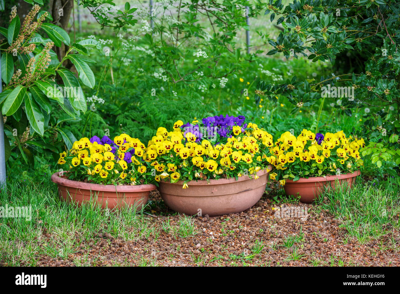 Garten Ideen Dekor und Landschaftsgestaltung mit Stiefmütterchen Blumen Stockfoto