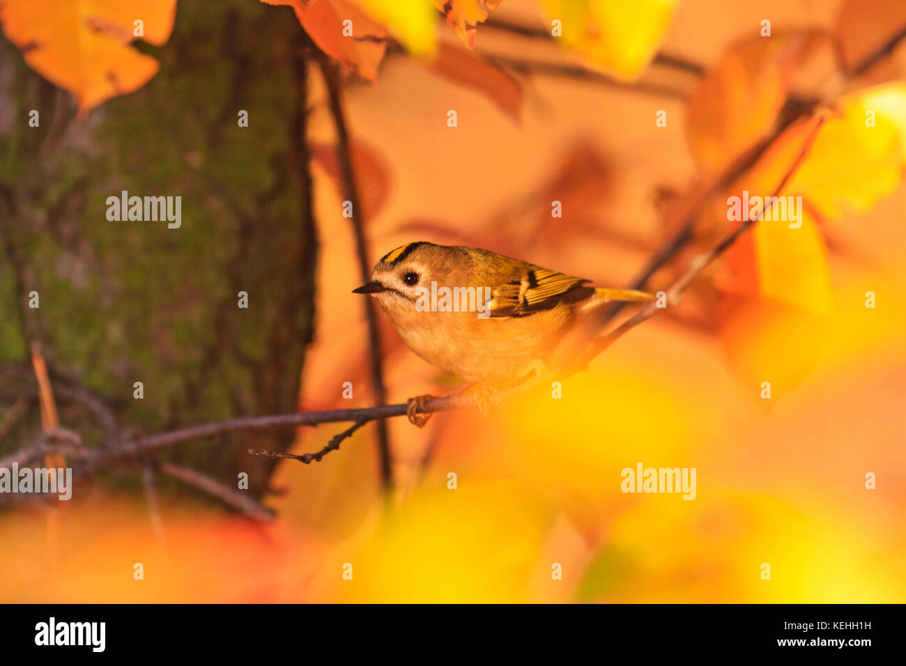 Kleiner Vogel unter den Herbst Farben der wilden Wald Stockfoto