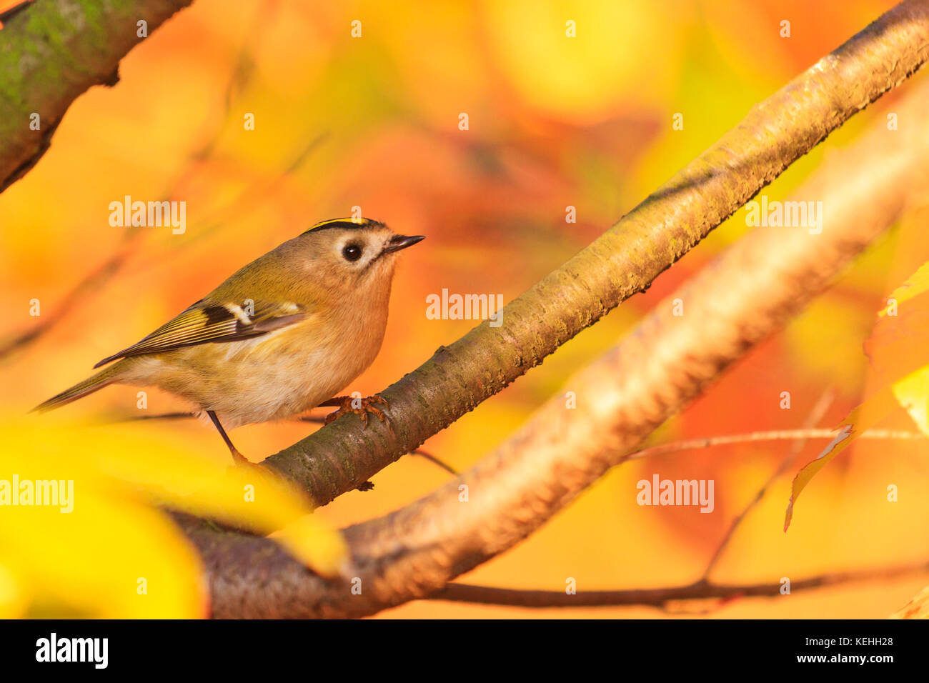 Herbst Blätter auf Blätter und singenden Vogel Stockfoto