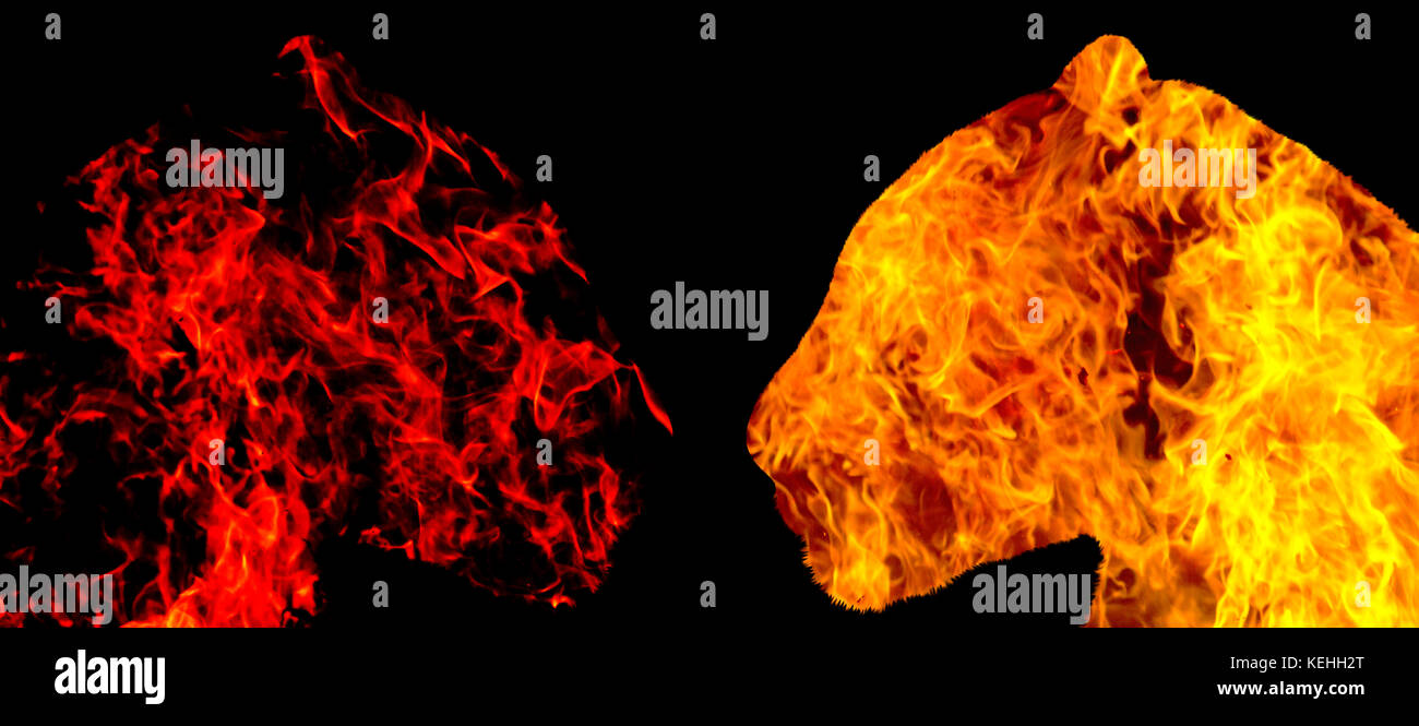 Jaguare aus dem Feuer sehen sich gegenseitig auf schwarzem Hintergrund Stockfoto