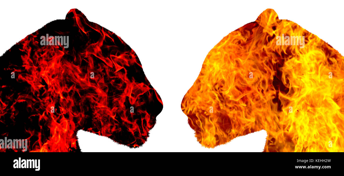 Leoparden von Feuer sehen sich gegenseitig auf weißem Hintergrund Stockfoto