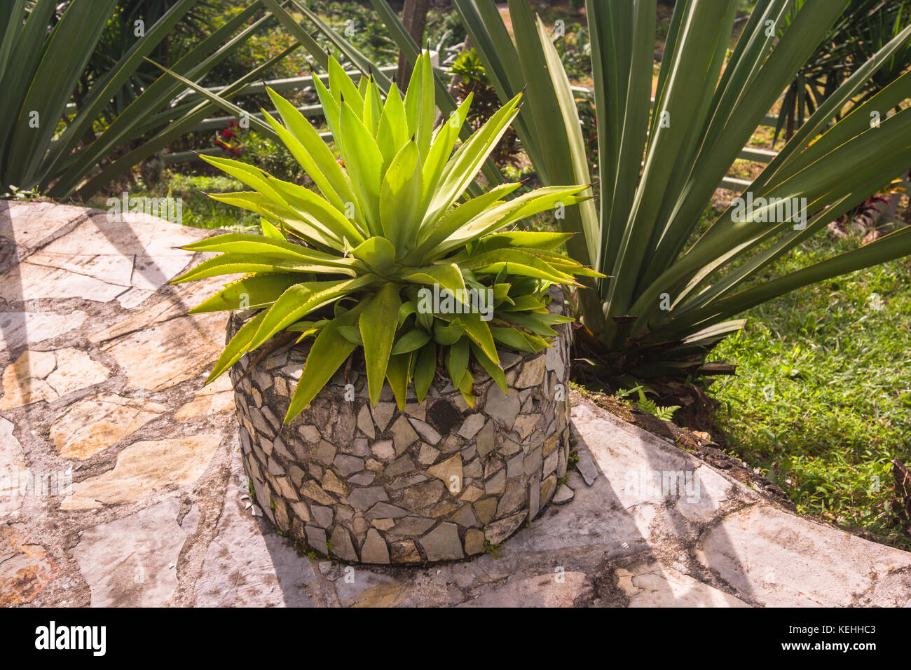 Garten Ideen Recycling von Altreifen in Garten Pflanzmaschinen Stockfoto