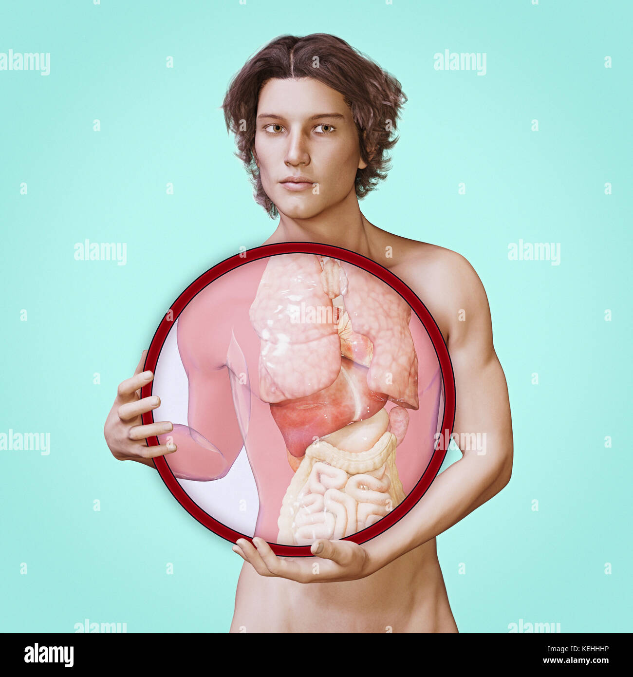 Innere Organe des Menschen Stockfoto