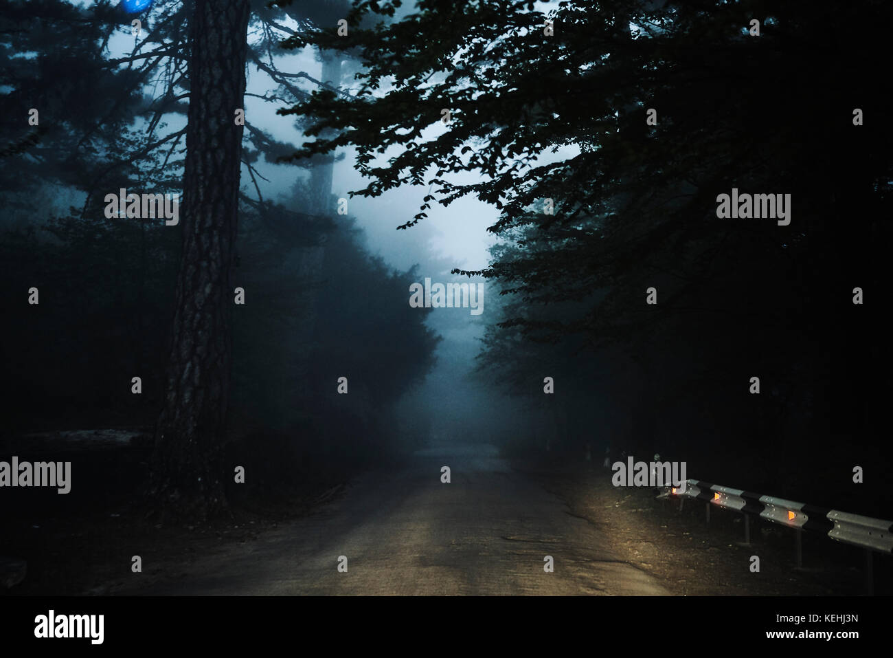 Straße im Wald Stockfoto