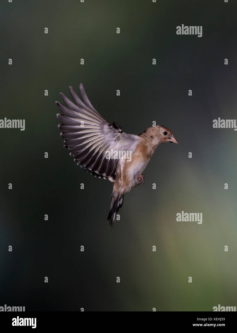 Stieglitz (Carduelis carduelis Jugendkriminalität,) im Flug, Shropshire grenzen Großbritannien, 2017 Stockfoto