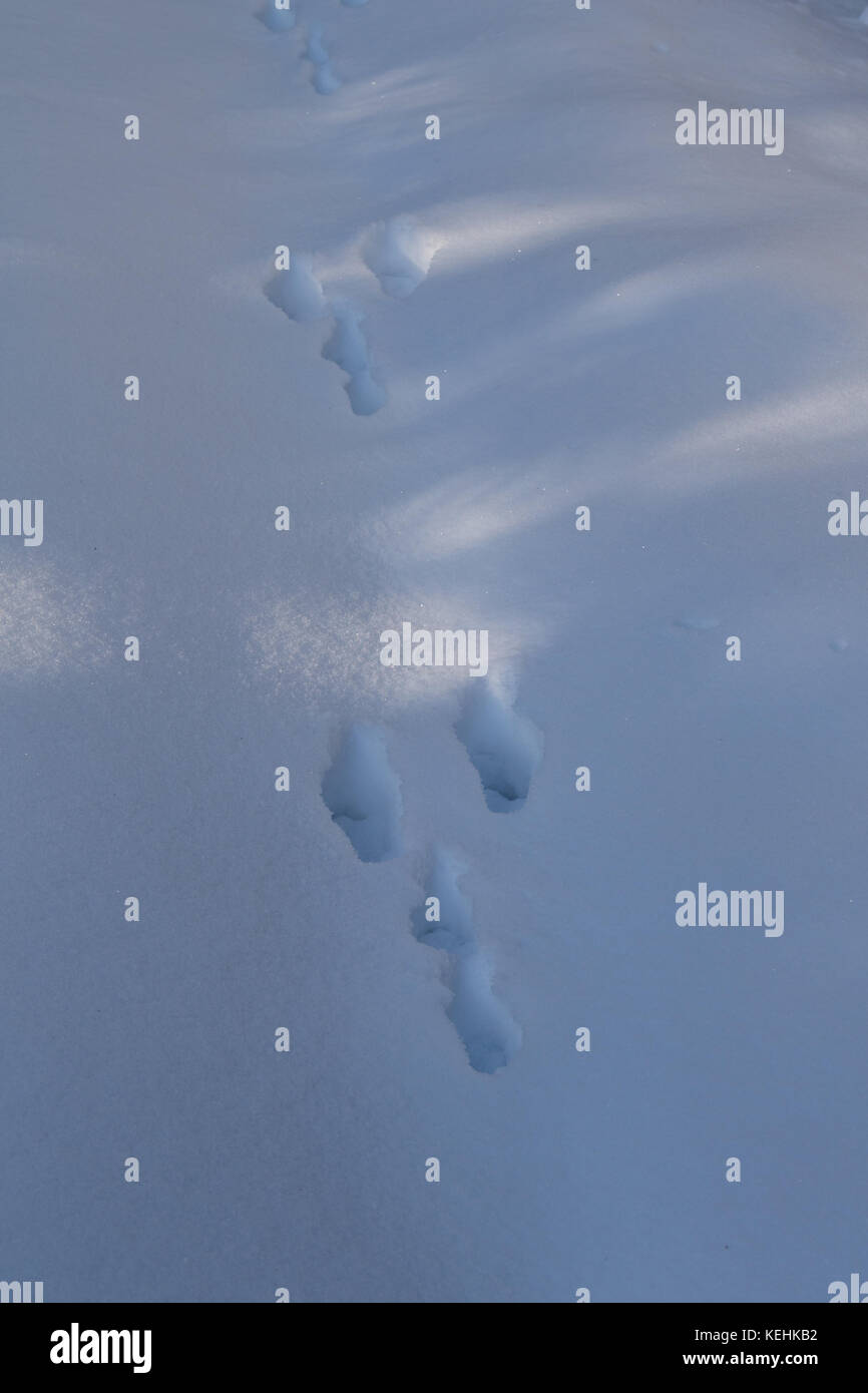 Spuren vom Hasen, Lepus timidus, im Schnee Stockfoto