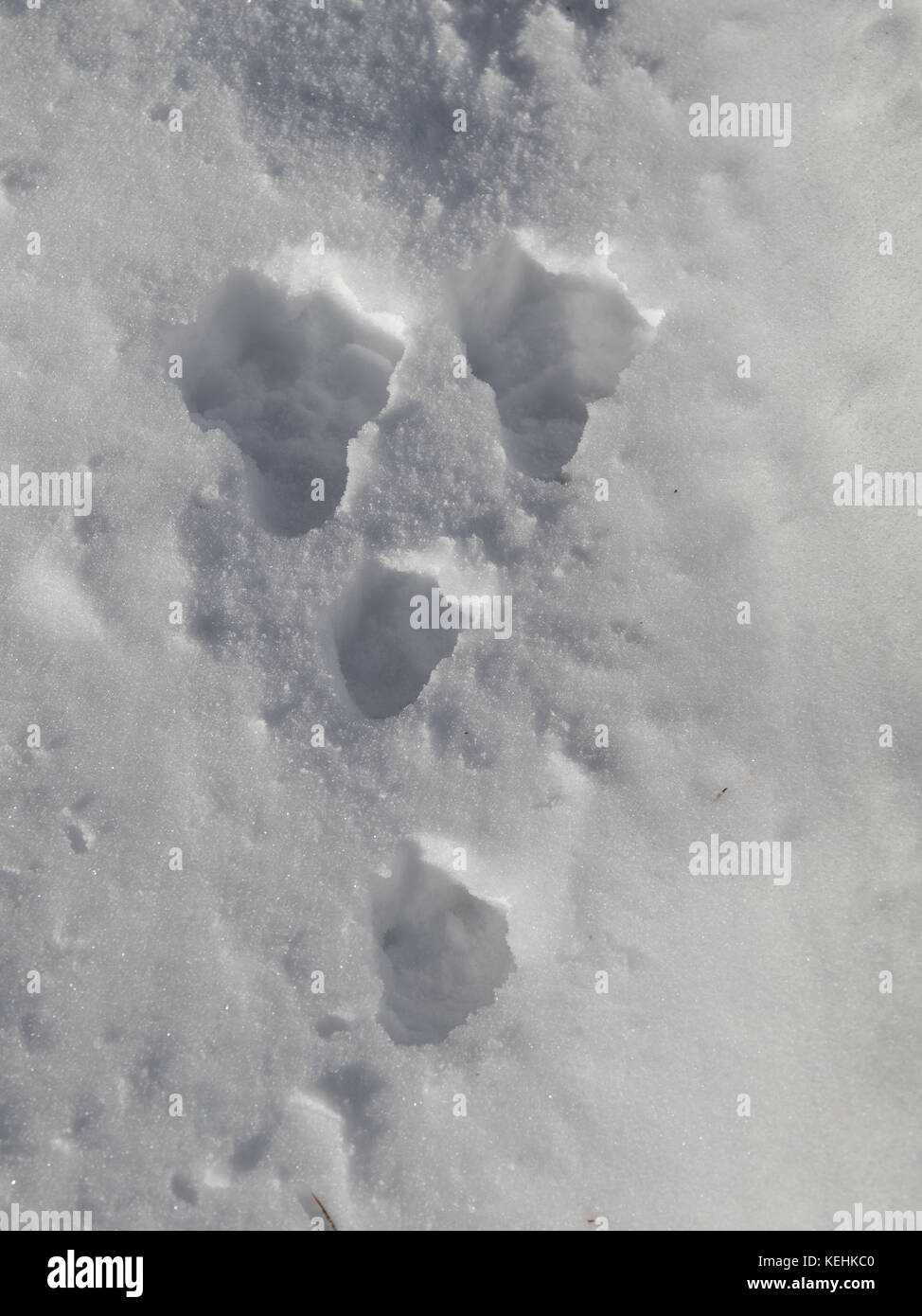 Spuren vom Hasen, Lepus timidus, im Schnee Stockfoto