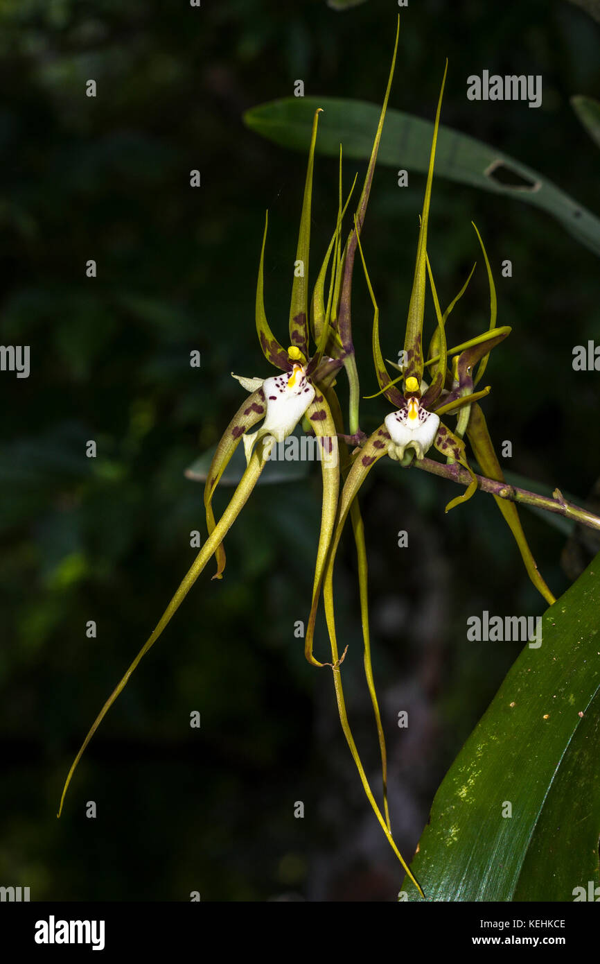 Brassia caudata (Spider orchid) Bilder in Panama genommen Stockfoto