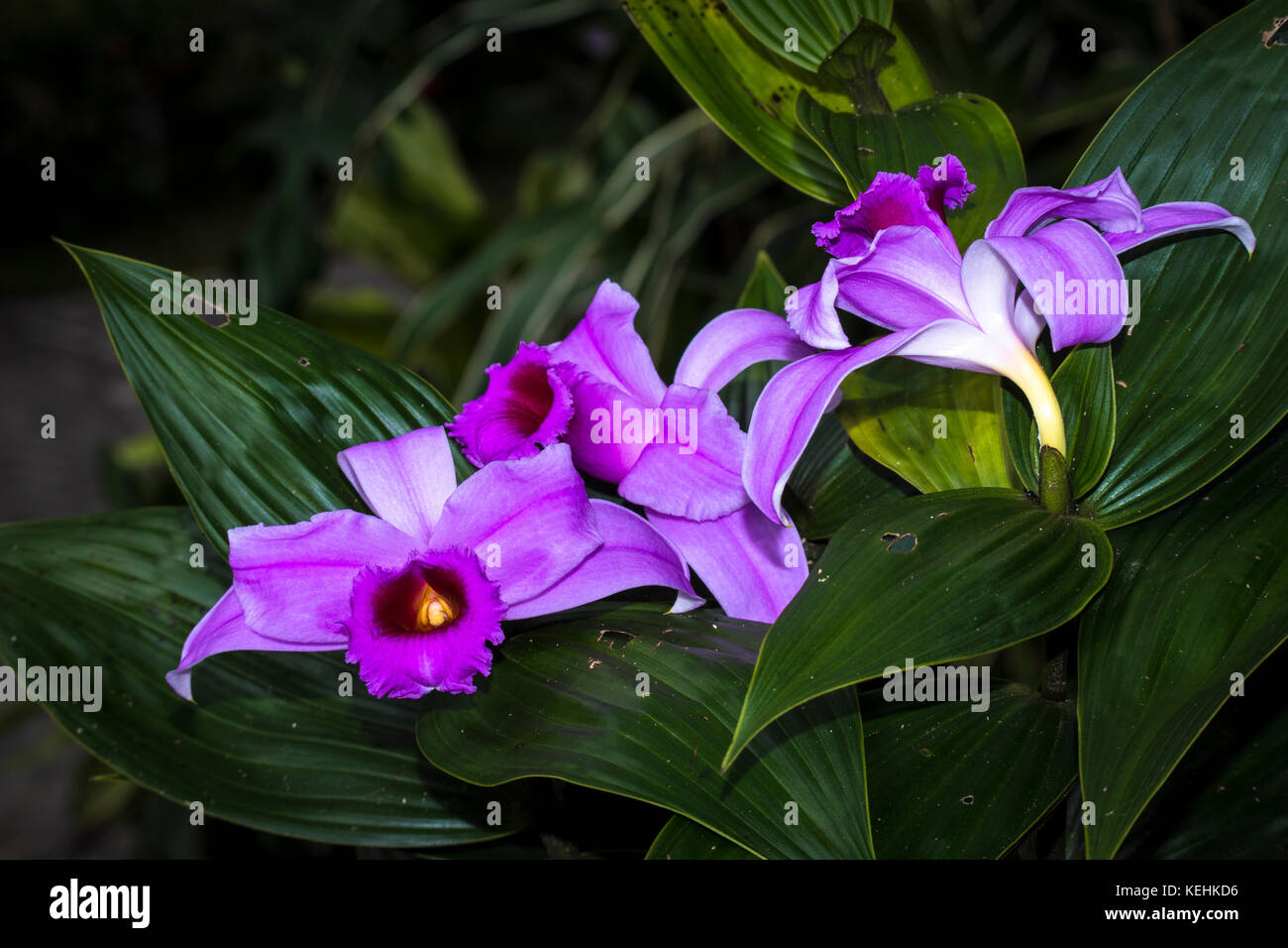 Sobralia decora - schöne rosa Orchideen Stockfoto