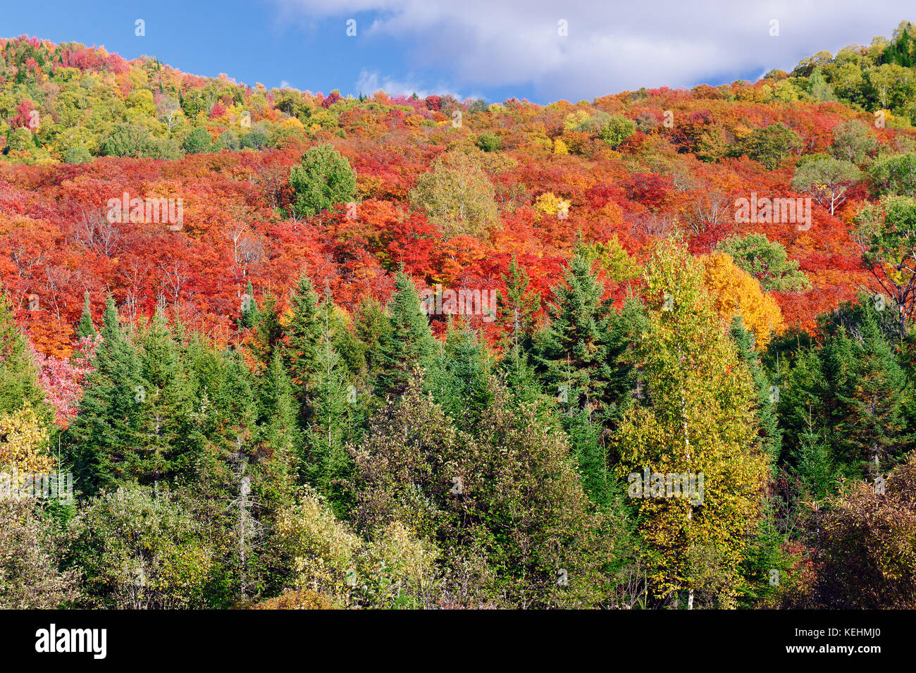 Spektakuläre Farben des Herbstes, Provinz Quebec, Kanada. Stockfoto