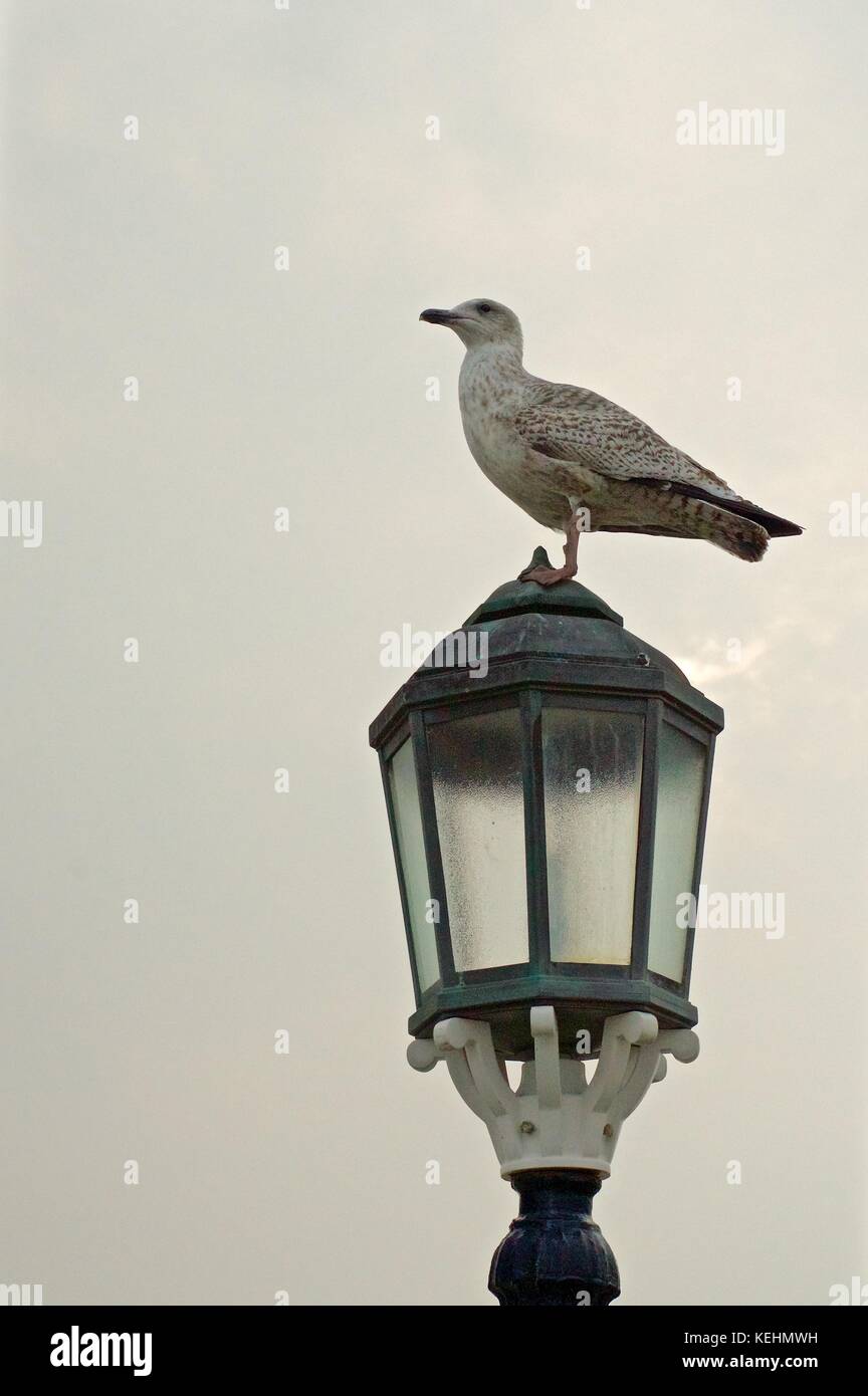 Grau Möwe auf Lamp Post auf Worthing Pier gelegen, Großbritannien Stockfoto