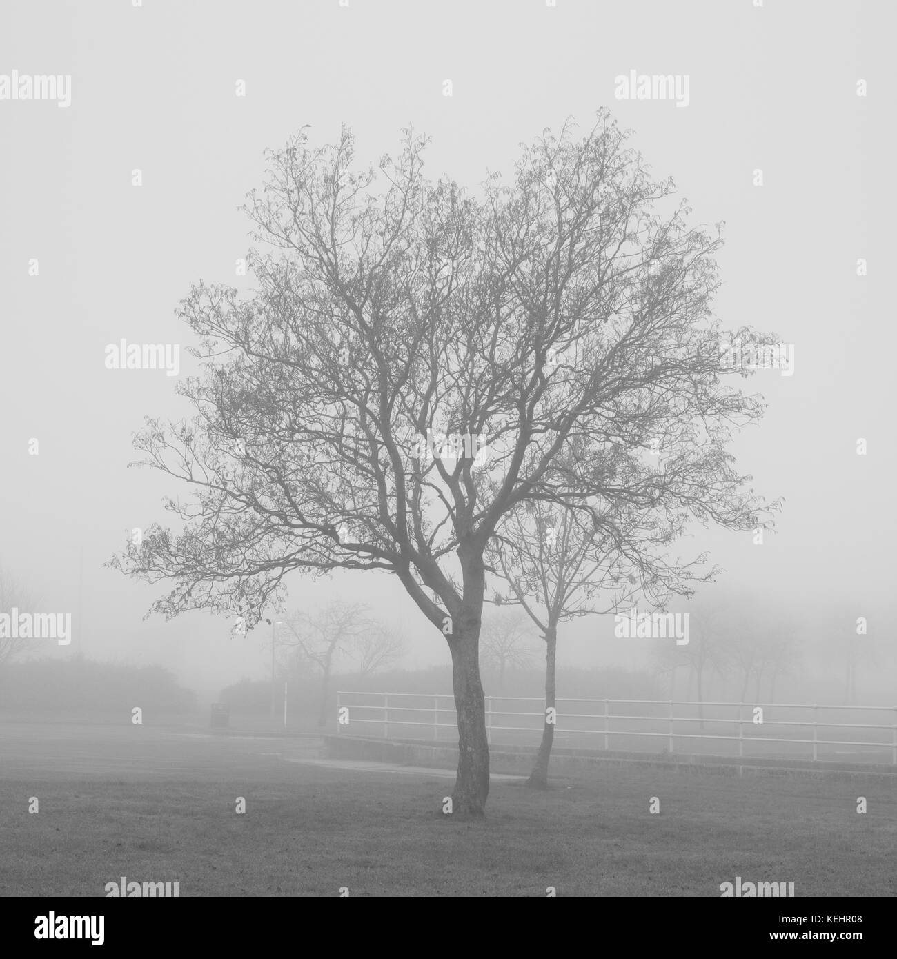 Zwei Bäume im Nebel Glasgow Schottland Großbritannien Stille Glückseligkeit Schwarz Weiß Stockfoto