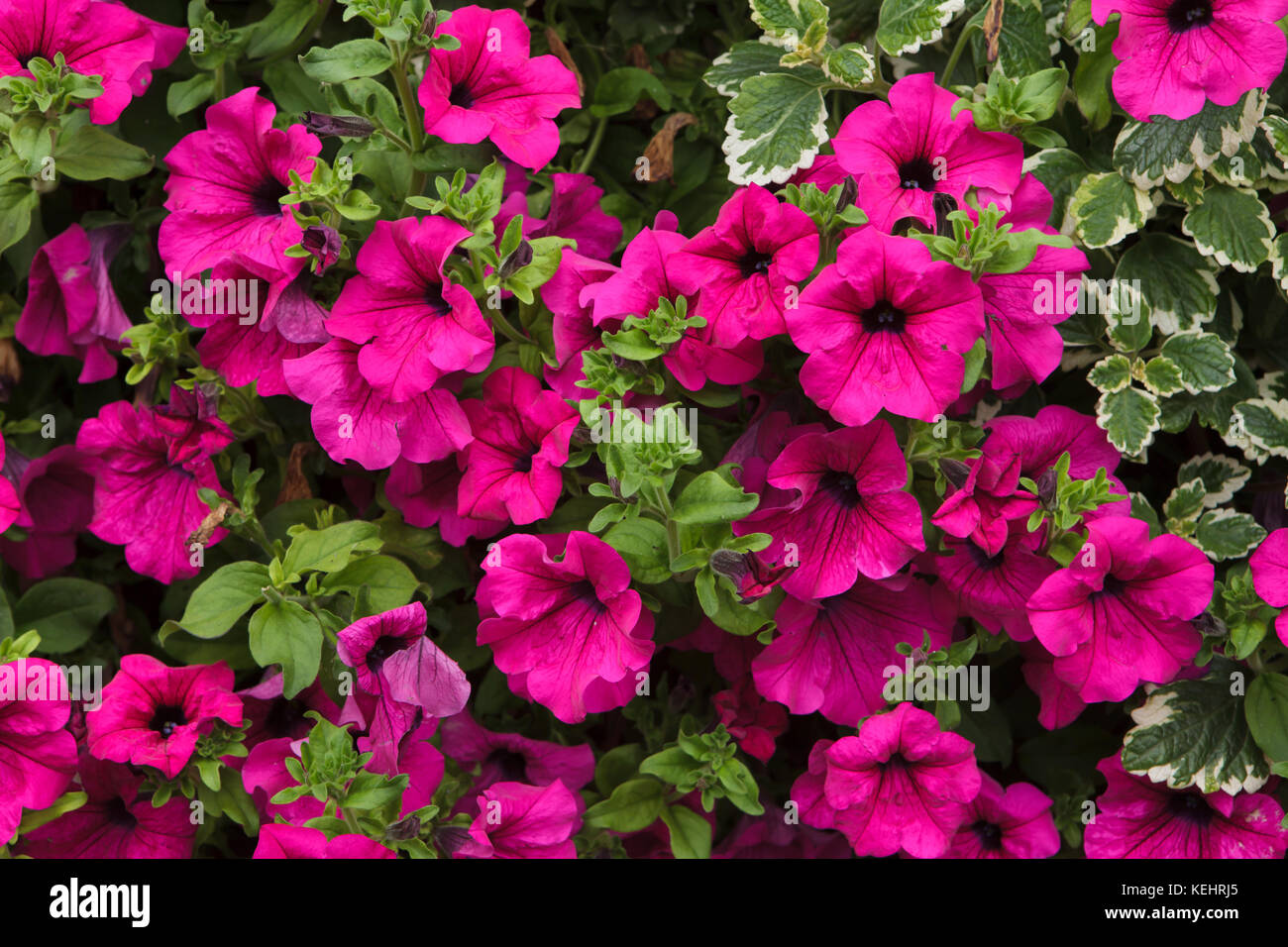 Petunia Blumen. Hintergrundstruktur. Europa. Stockfoto