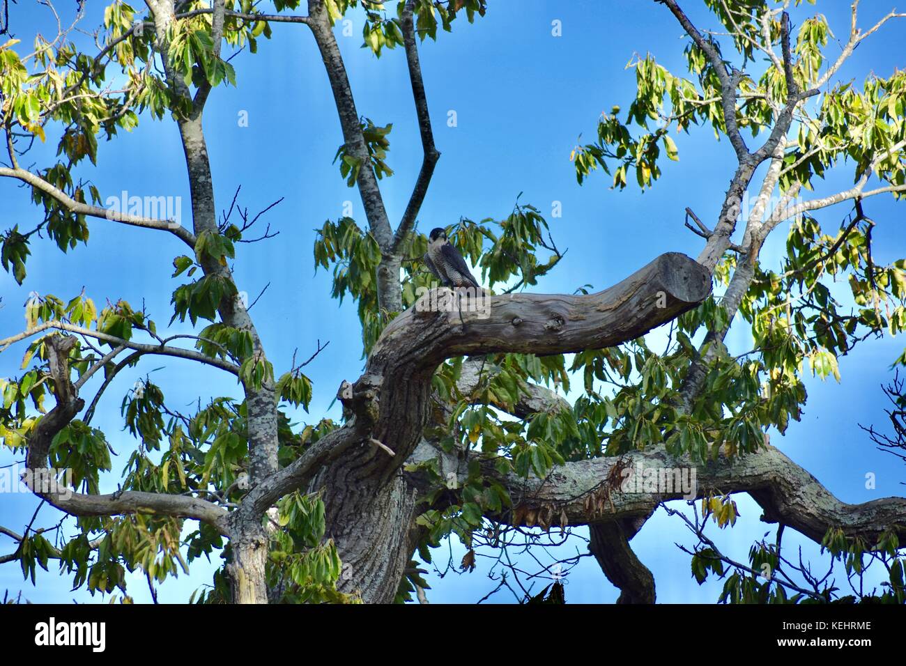 Peregrine Falconry Display im National Trust Montacute House Montacute Somerset UK Stockfoto