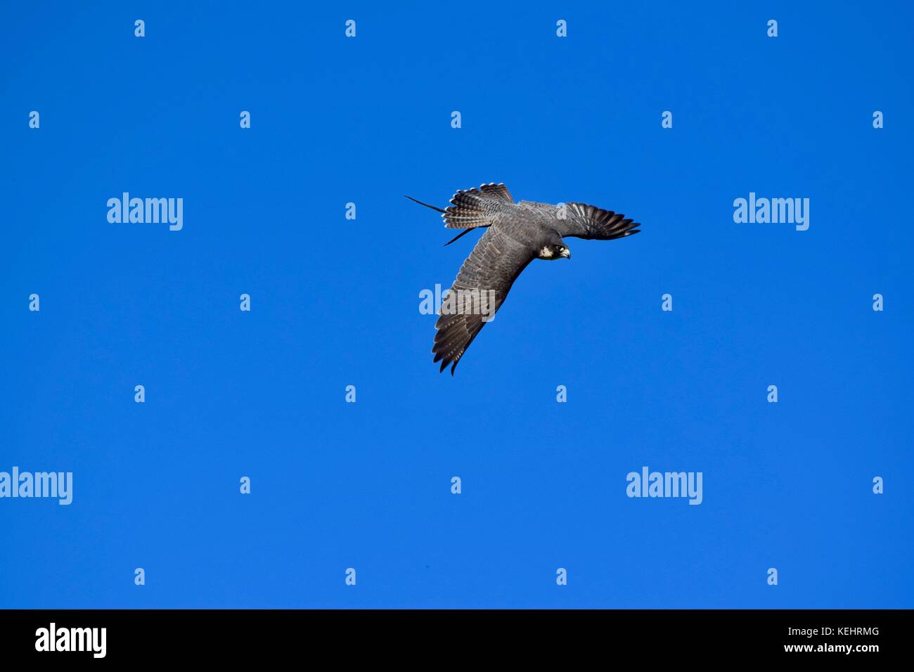 Peregrine Falconry Display im National Trust Montacute House Montacute Somerset UK Stockfoto