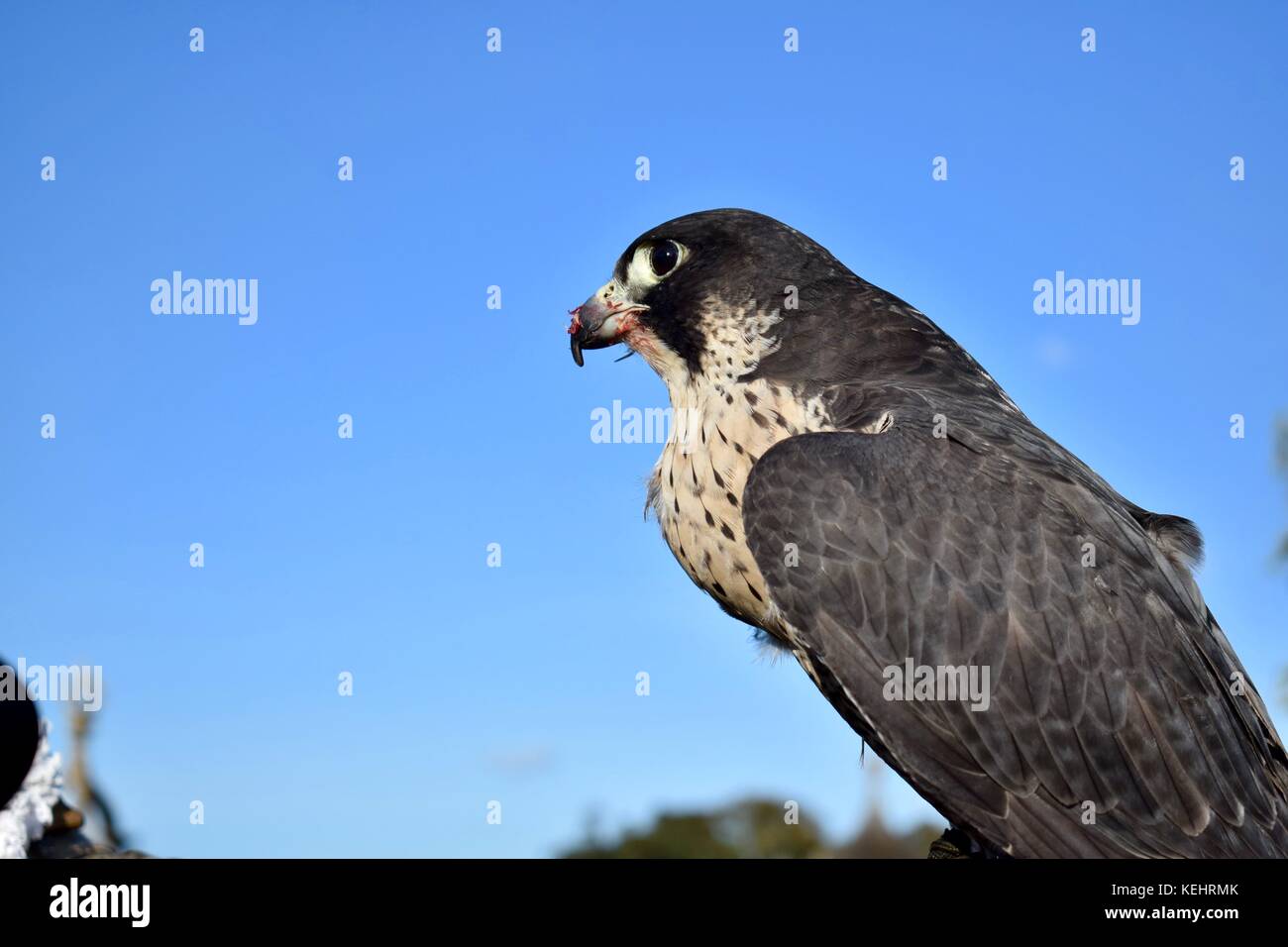Peregrine Falconry Display im National Trust Montacute House Montacute Somerset UK Stockfoto