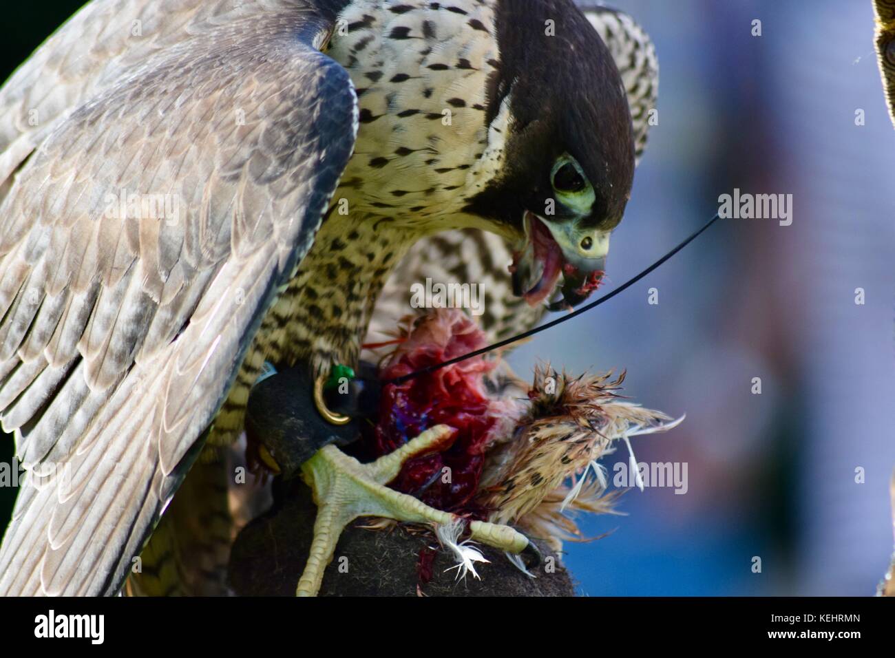 Peregrine Falconry Display im National Trust Montacute House Montacute Somerset UK Stockfoto